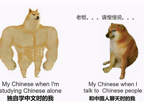 老外用梗图吐槽中文难,像极了考英语六级的你,太搞笑了