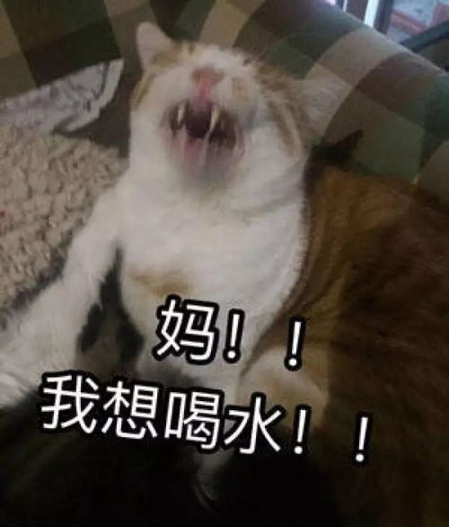 偷我表情包暑假