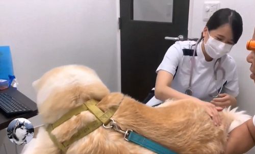 秋田犬去医院打针,中途换成男医生后,狗子的表情变了