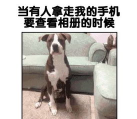 动物动图表情包视频瞎了
