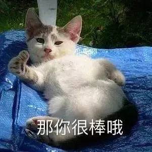最励志的表情包猫咪