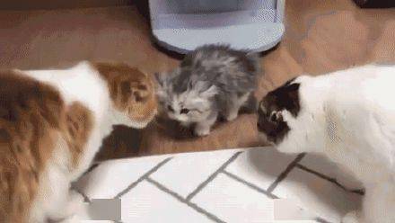小猫咪刚到家被两只大肥猫围观,全身炸毛表情写着我就是新来的转校生