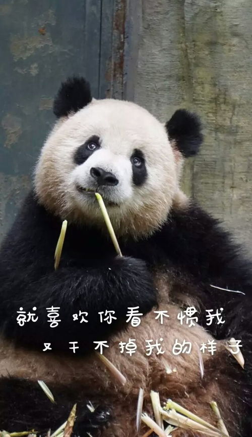 转自ipanda表情包大赛就喜欢你看不惯我又堆糖,美好生活研究所