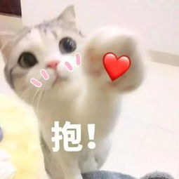 猫咪表情包天冷了,可以给个抱抱吗