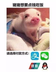 分享一波表情包,拿去讨生活费吧