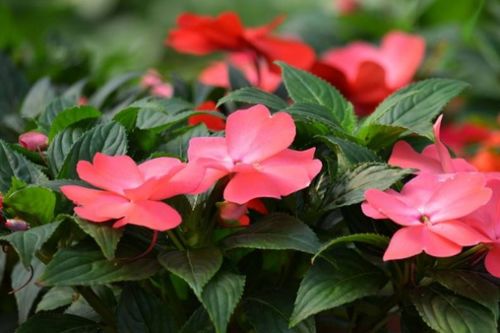 凤仙花在什么季节开花