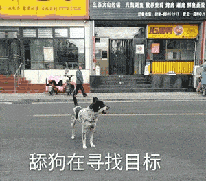 沙雕表情包分享你好,我舔狗