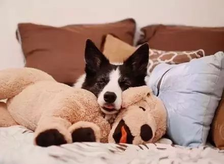 关于边境牧羊犬,一组非常特别的照片