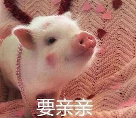 晚安宝贝表情包猪猪
