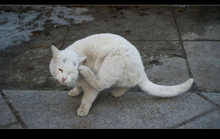 小猫挠痒痒专辑过雨晴天
