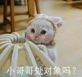 我裙子都脱了,你就给我看这个