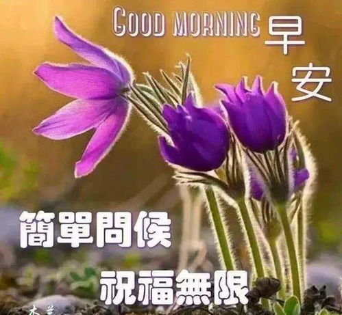 10月9日漂亮的早安问候语录,最美的早上好问候祝福语图片表情