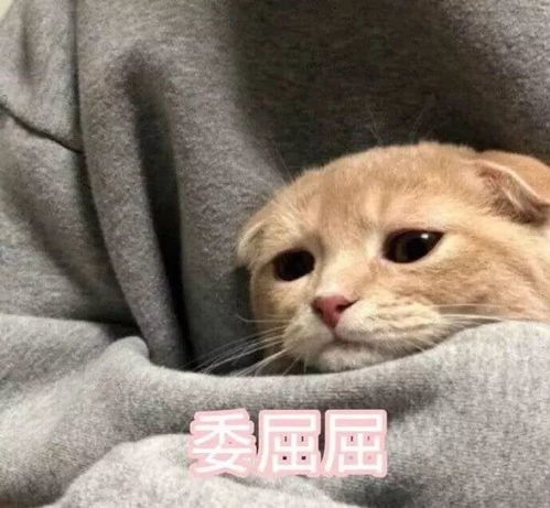 小编you睡懒觉是对假期最基本的尊重不存在的