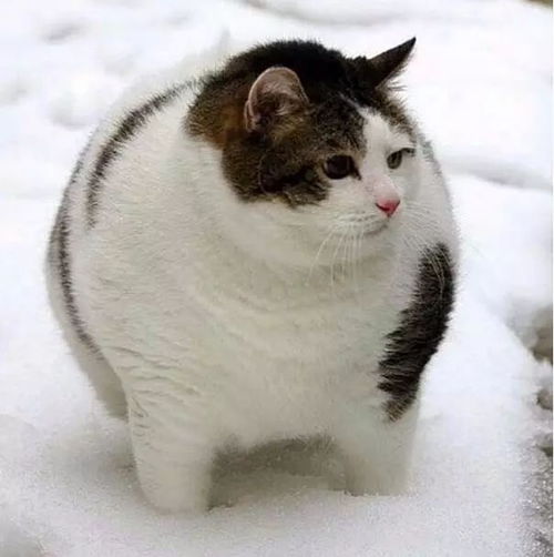 请问你这画画是在蓝翔学的吗