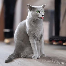 靠眼神就能撩妹无数这只自带贵族气息的猫中绅士