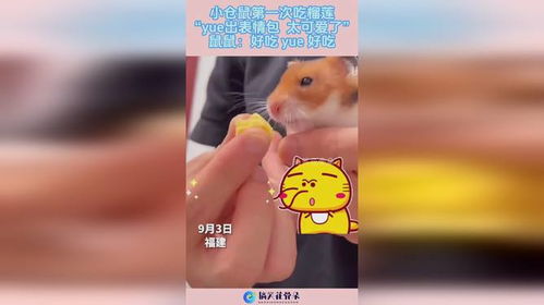 小仓鼠第一次吃榴莲,yue出表情包太可爱了鼠鼠好吃yue