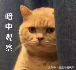 用了那么多年宠物表情包,你知道它们本尊都是谁吗,哈哈笑死个人