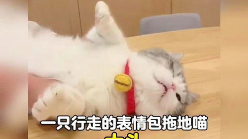 最近很火的表情包猫坏心眼
