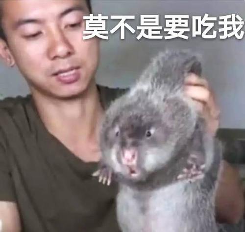 华农兄弟野食小哥大火,为什么大家都爱看野外主播