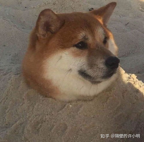 小北鼻日常表情包