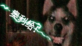 跳起狐狸舞,霸气又威武