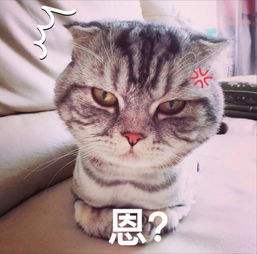 睡朋友有孕妻子把前任全家弄进监狱,王思聪出面痛骂的吴秀波这次真凉了