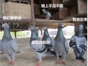 网络学堂最新通知第11周周六课堂展示