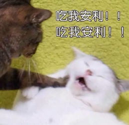 我不咬你怎么也一嘴毛