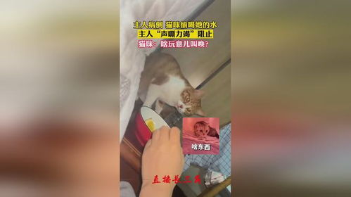 无法无天小猫咪神奇动物在抖音萌猫趣事猫咪能有什么坏心思呢