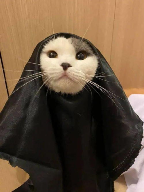 万圣节给两只猫装上这装扮,一黑一白好搭配,猫表情亮了