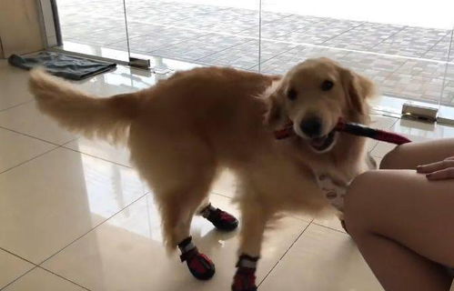 金毛被骗到医院打针,结果气得到处跑,狗鞋都穿好了