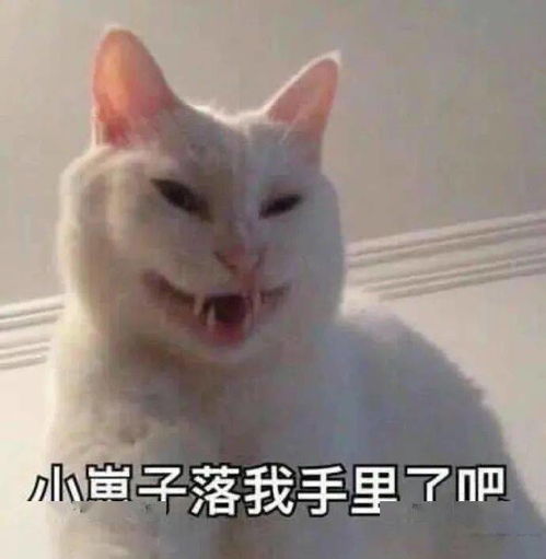 丑东西,闭嘴丨第195期喵表情
