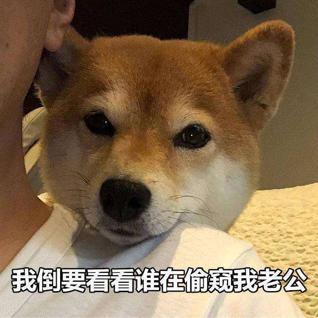 赖猫正式收官,朱亚文杨子姗演绎成年人的浪漫
