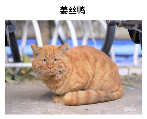 猫都上北大了,我还没开学这些名校网红太有爱,让人后悔上清华了哈哈哈哈哈