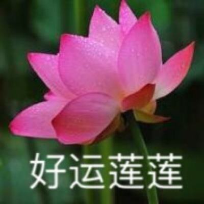 521图片表情包荷花