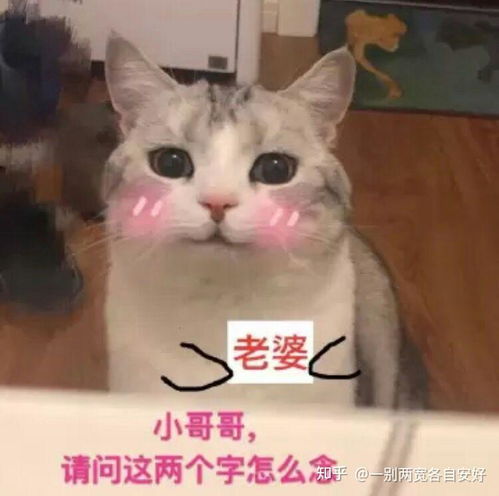 萌猫动态表情包猫叫