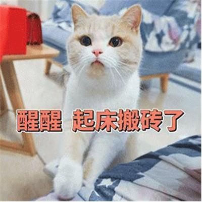 早安猫咪表情包表情包
