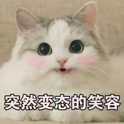 单身狗,你们的节日到了,是吸猫还是看剧不如剁手吧