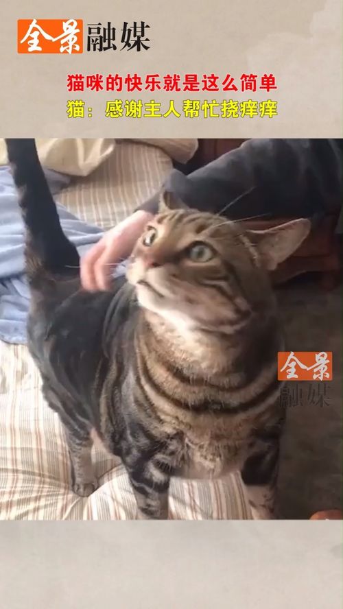 猫咪的快乐就是这么简单,猫感谢主人帮忙挠痒痒猫咪的快乐家有萌宠搞笑动物