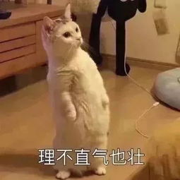 100张撩汉表情包,张张都是绝杀