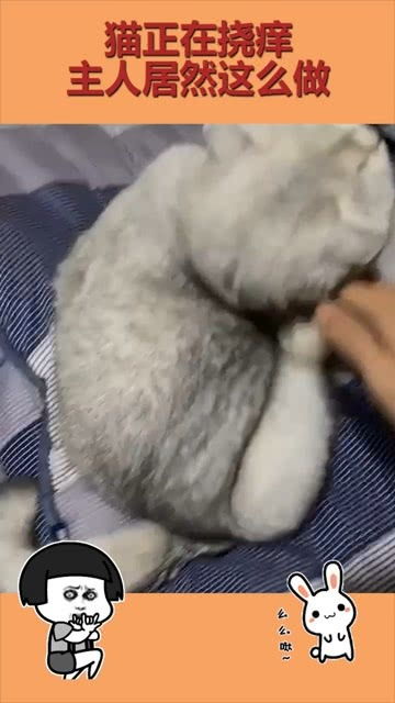 猫正在挠痒,主人居然这么做,猫咪毫不知情