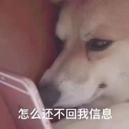 狗子也避暑四只哈士奇合力拆家唯独不拆空调