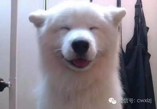 狗狗的8个冷知识,狗狗喝水其实不是舔的,你知道吗