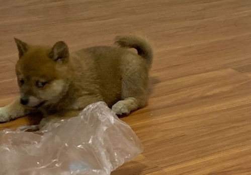 柴犬玩塑料袋很烦,网友只是说了它几句,它就这种表情