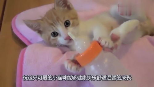 两只猫抱一起表情包前爪
