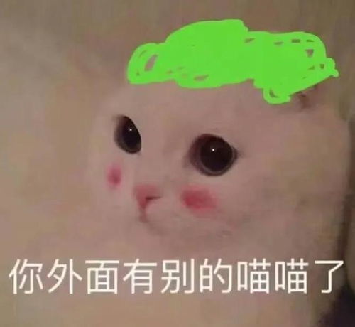 救了一只流浪猫,可我的原住猫却走了