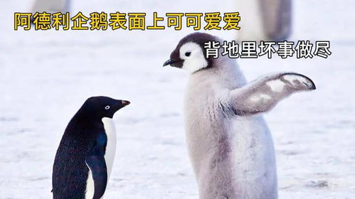 阿德利企鹅表面上可可爱爱,背地里坏事做尽