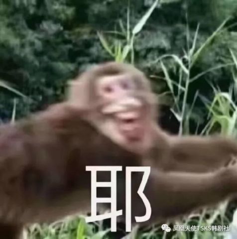 猴子上班表情包