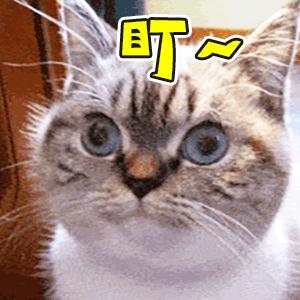 超级萌表情包没道理