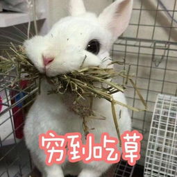有哪些可爱的表情包